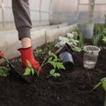 Praktyczny Poradnik: Jak mrozić warzywa i owoce krok po kroku