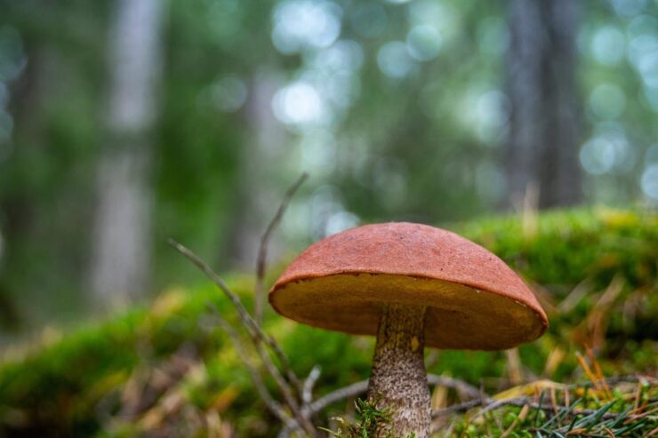 Poradnik krok po kroku: Jak przechowywać świeże grzyby na dłużej