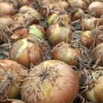 Przechowywanie cebuli przez zimę: praktyczne porady na długotrwałe przechowywanie